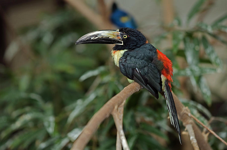 Collared Aracari Photograph by JT Lewis