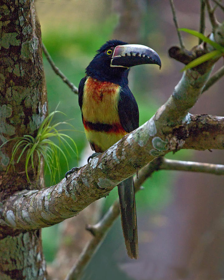 Collared Aracari  Photograph by Larry Linton