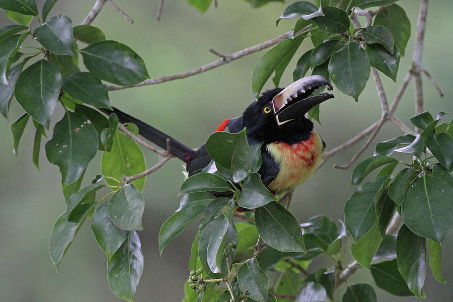 Wildlife Photograph - Collared Aracari by Michael McCloy