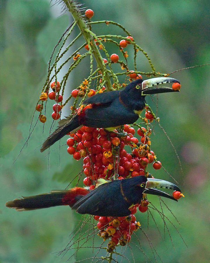 Collared Aracari Pair Photograph by Larry Linton