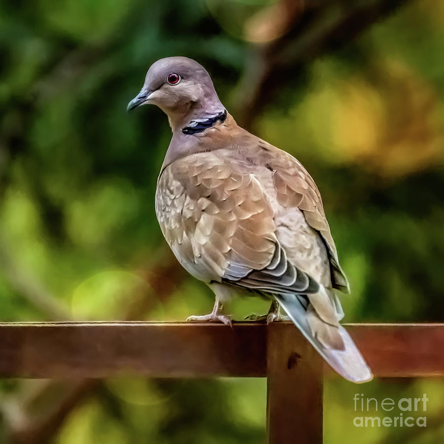 Collared Dove Photograph by Adrian Evans