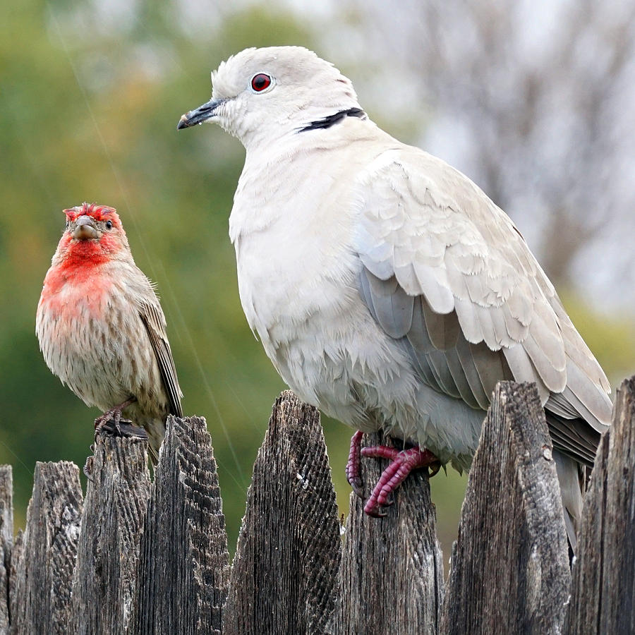 Collared Dove and House Finch Photograph by David G Paul