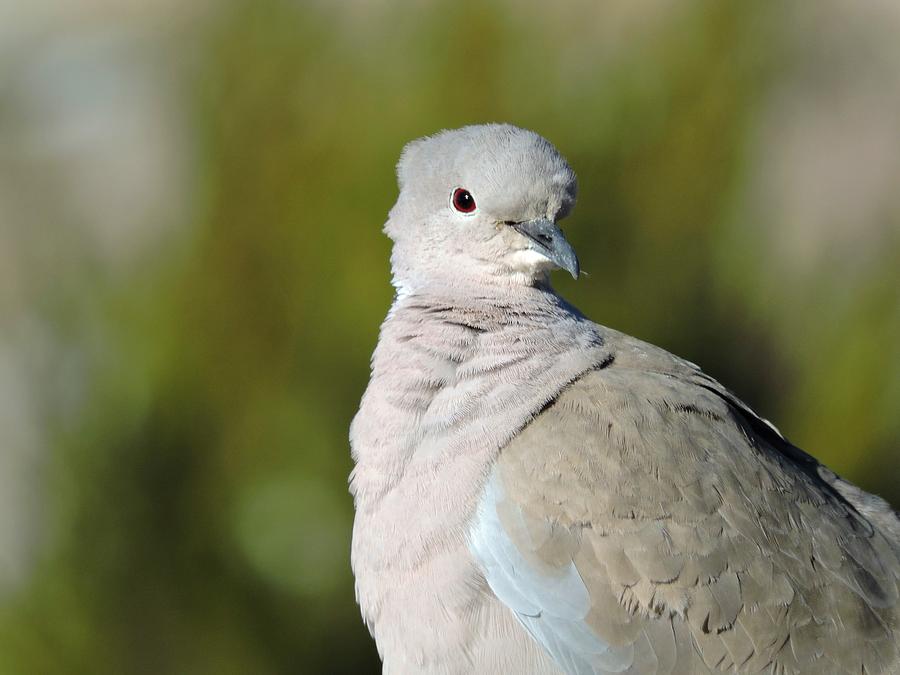 Collared Dove Photograph by Connor Beekman