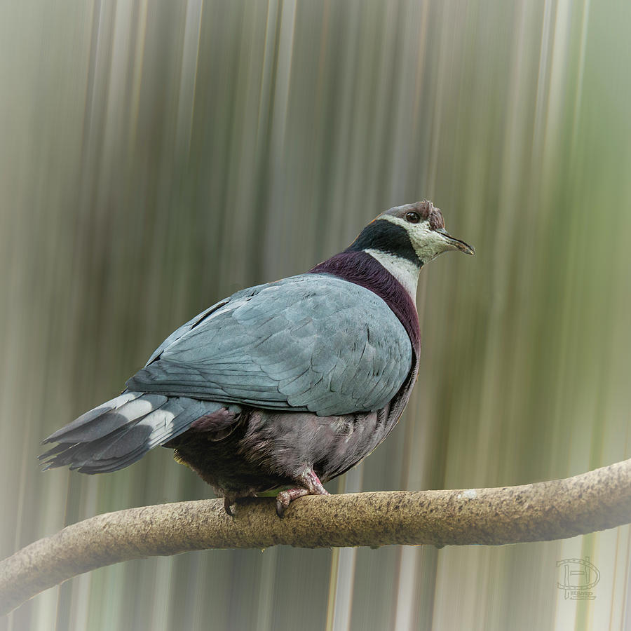 Collared Imperial Pigeon Digital Art by Daniel Hebard