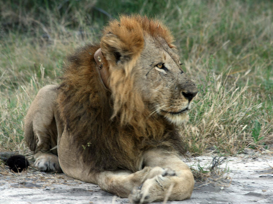 Collared Lion Photograph by Karen Zuk Rosenblatt