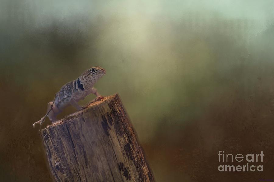 Collared Lizard Photograph by Eva Lechner