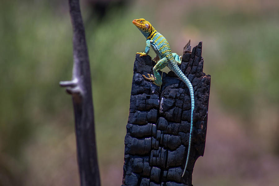 Collared Lizard on Burnt Tree Photograph by Jen Manganello