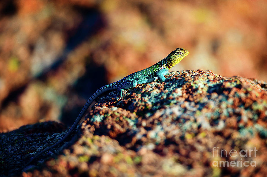 Collared Lizard Photograph by Tamyra Ayles
