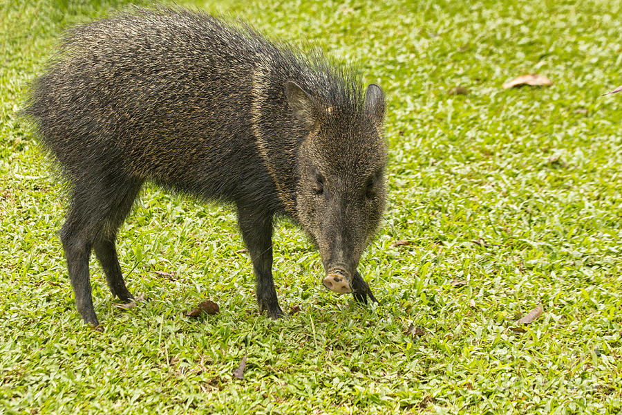 Wildlife Photograph - Collared Peccary  by Patricia Hofmeester