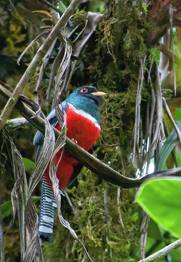 Collared Trogon Photograph by Cascade Colors