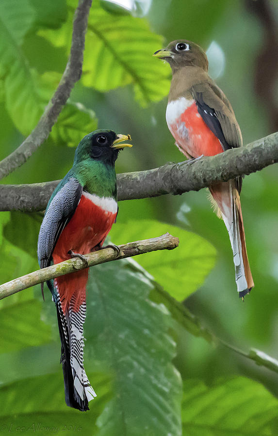 Collared Trogons of Peru Photograph by Lee Alloway
