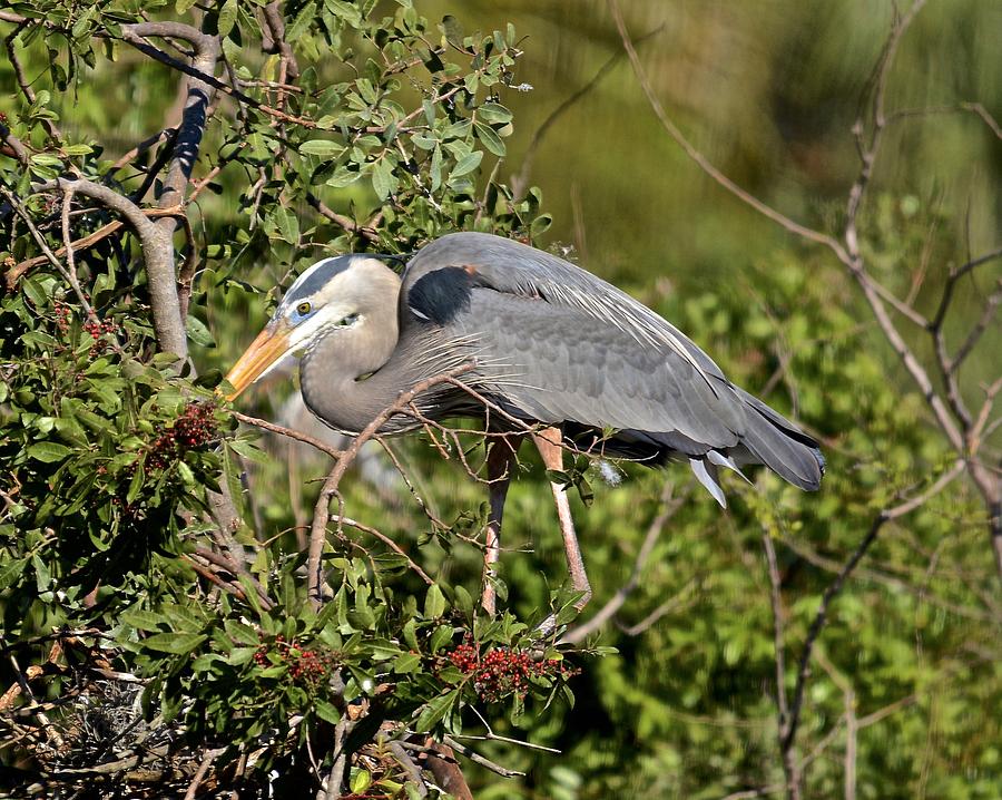 Heron Photograph - Collecting Building Material by Carol Bradley