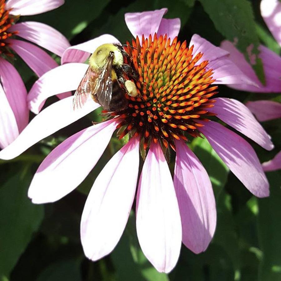 Echinacea Photograph - Collecting By Tammy Finnegan #bee by Tammy Finnegan