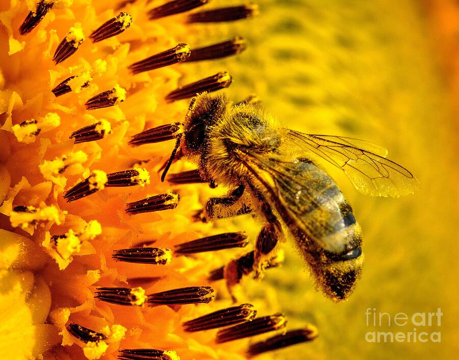 Flowers Still Life Photograph - Collecting Nectar by Steve Brown