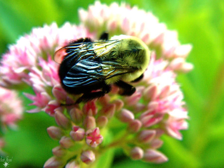 Collecting Pollen 2 Photograph by Scott Hovind