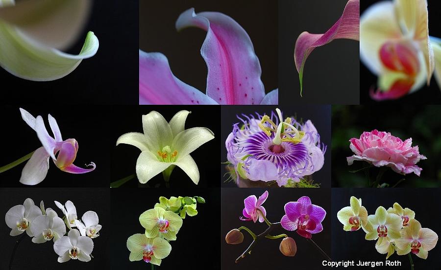 Collection of Flowers over Black  Photograph by Juergen Roth