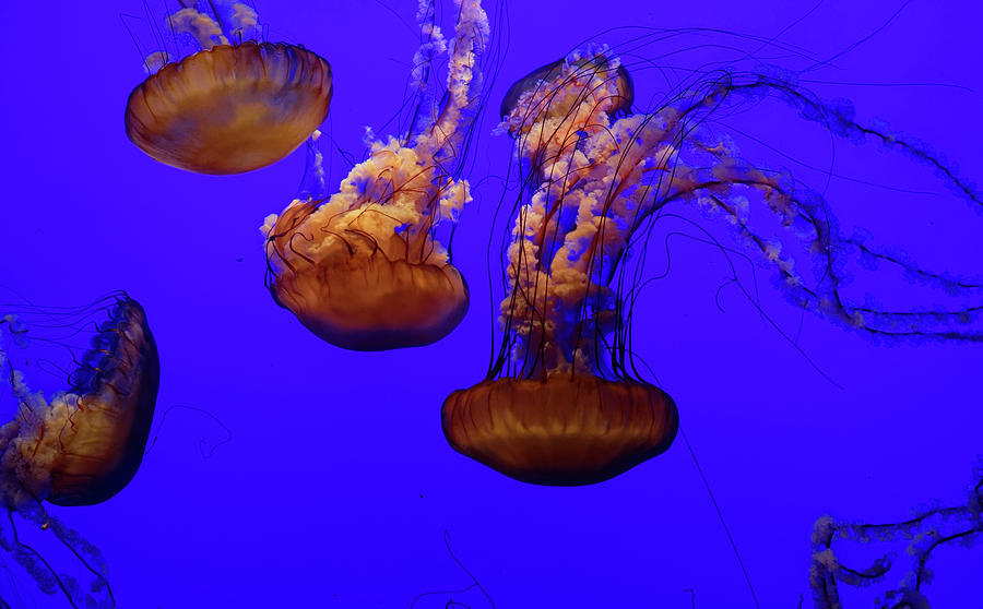 Jellyfish Photograph - Collection of jellyfish by Peter Ponzio