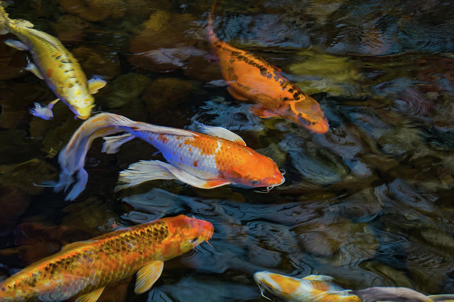 Collection of Koi Photograph by Amy Sorvillo - Fine Art America