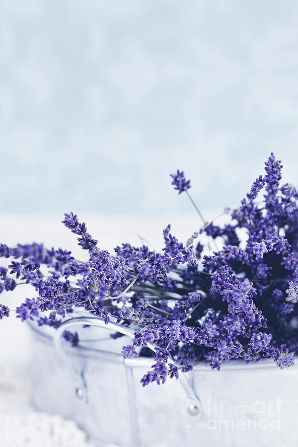 Collection of Lavender  Photograph by Stephanie Frey