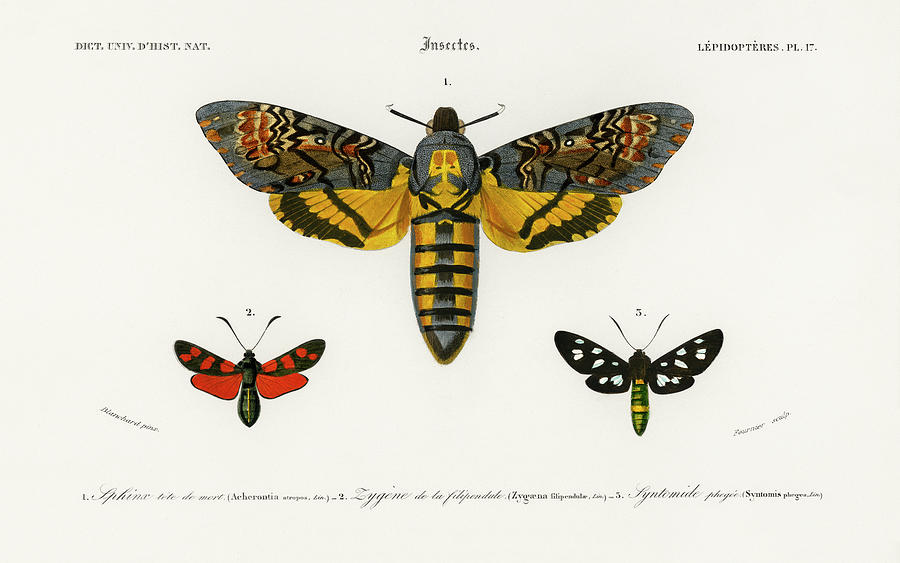 Collection of moths illustrated by Charles Dessalines Painting by Vincent Monozlay