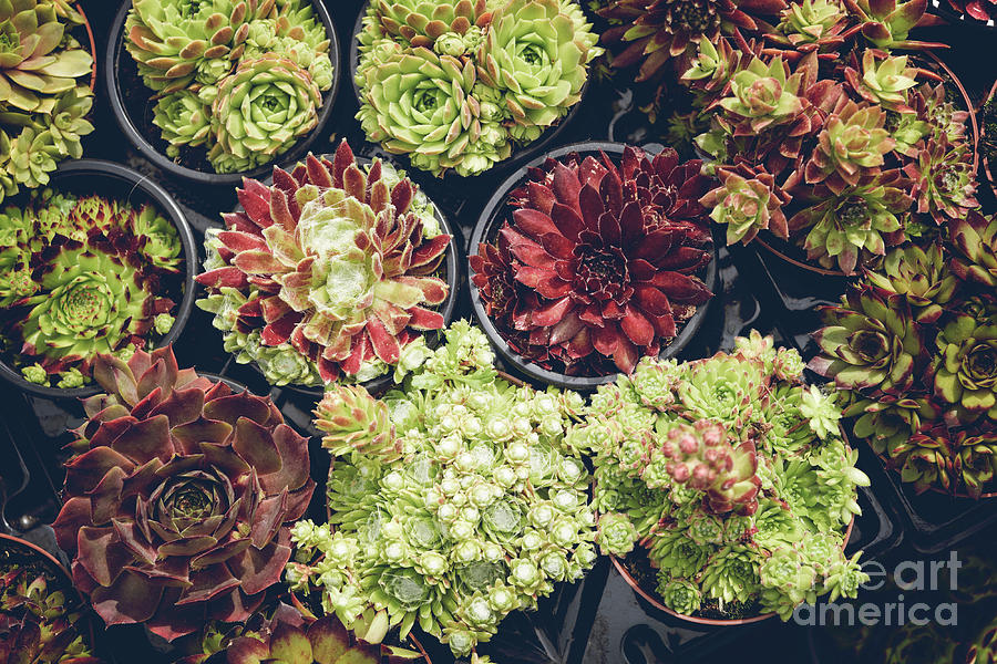 Collection of potted succulents Photograph by Sophie McAulay