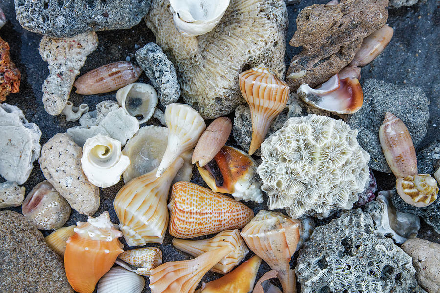 Collection of Seashells on the Beach Photograph by Debra and Dave Vanderlaan