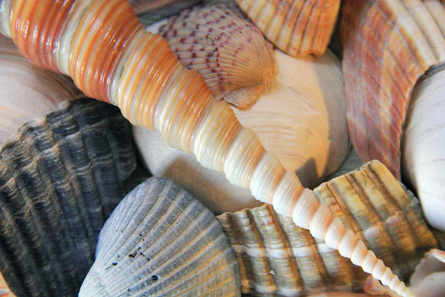 Collection of Shells Photograph by Angela Murdock