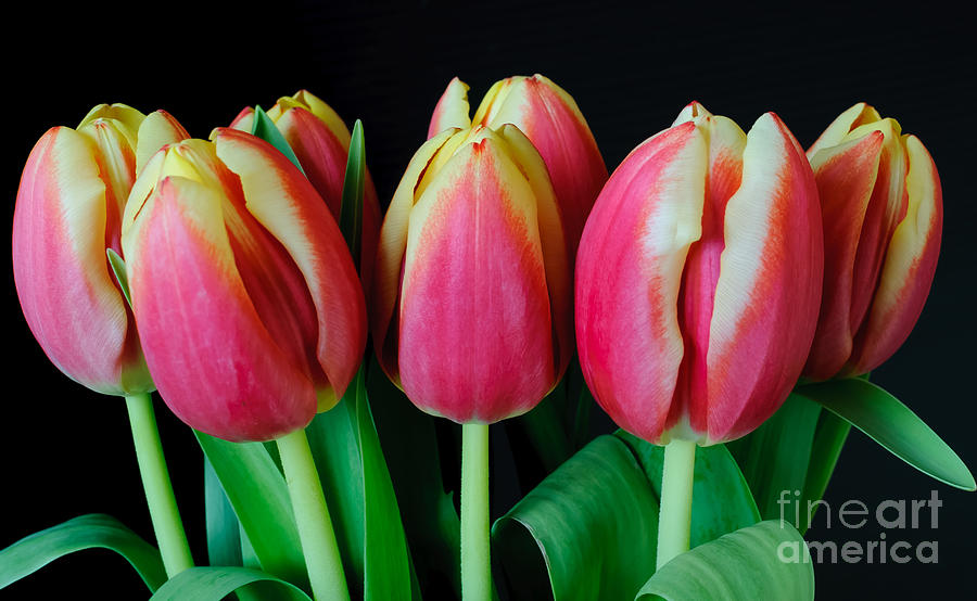 Collection of Tulips Photograph by Colin Rayner