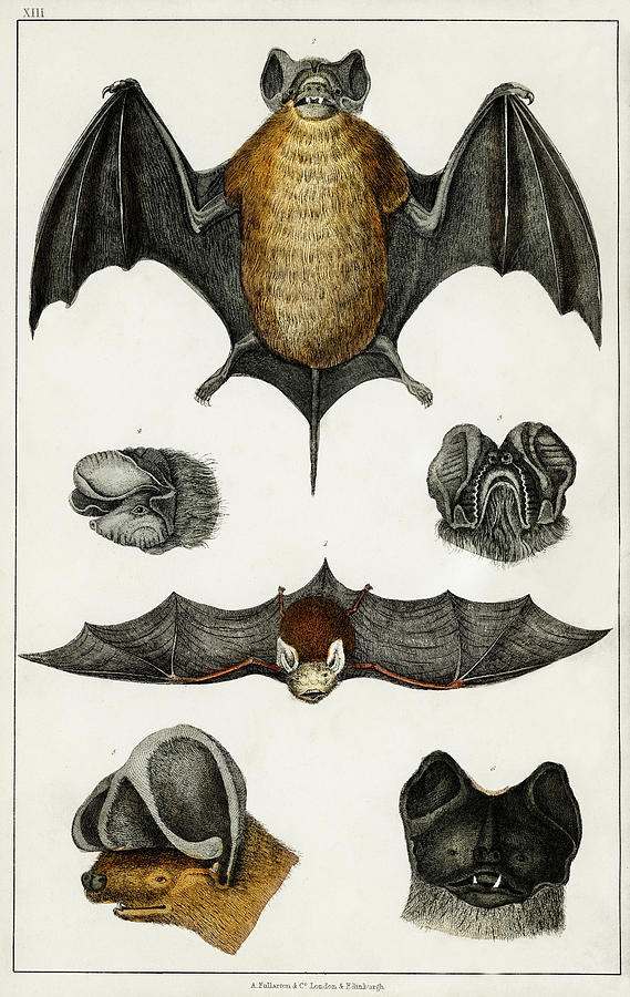 Collection of various Bats Painting by Vincent Monozlay