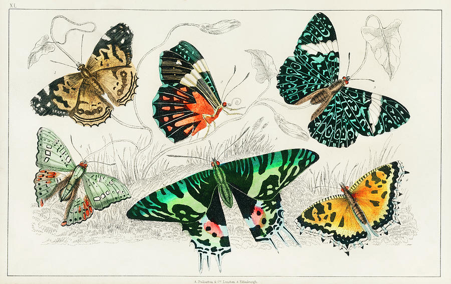 Collection of Various Butterflies Painting by Vincent Monozlay