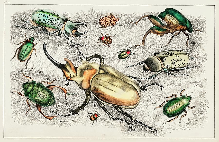 Collection of various illustrated beetles Painting by Vincent Monozlay