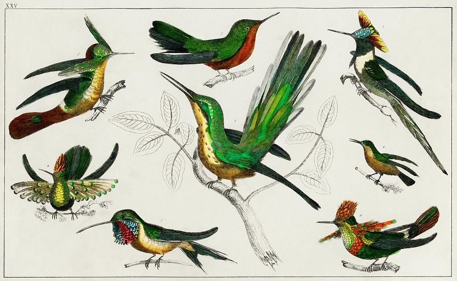 Collection of various illustrated birds Painting by Vincent Monozlay