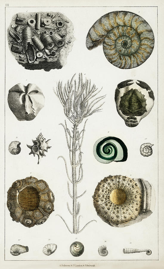 Collection of various illustrated fossils Painting by Vincent Monozlay