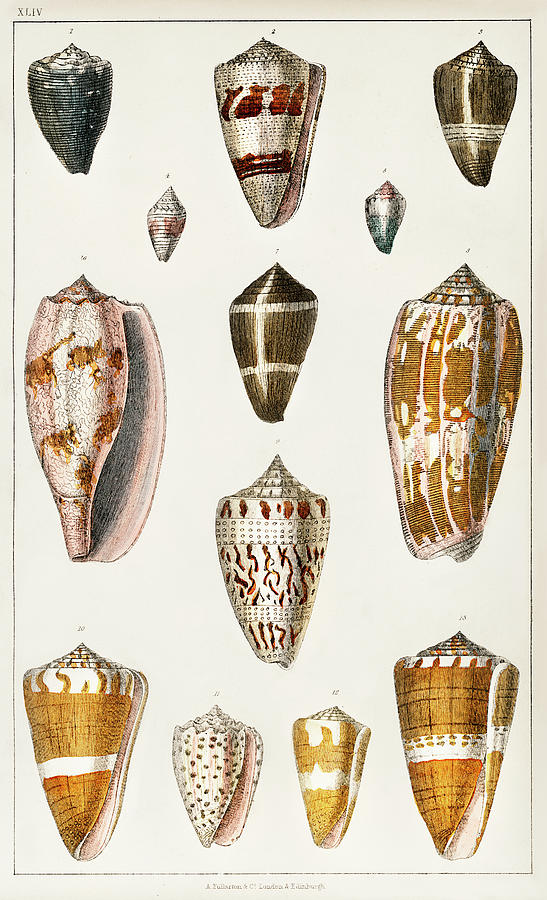 Collection of various shells Painting by Vincent Monozlay