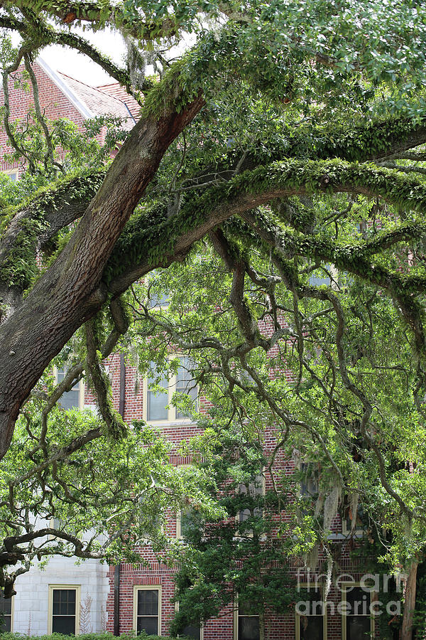 Collegiate Tree Photograph by Carol Groenen