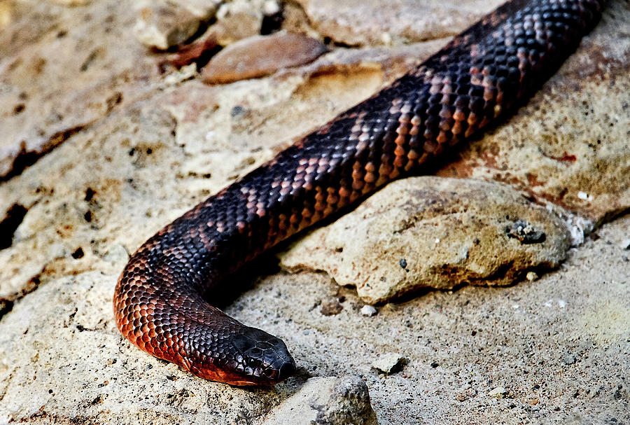 Snake Photograph - Colletts Snake by Miroslava Jurcik