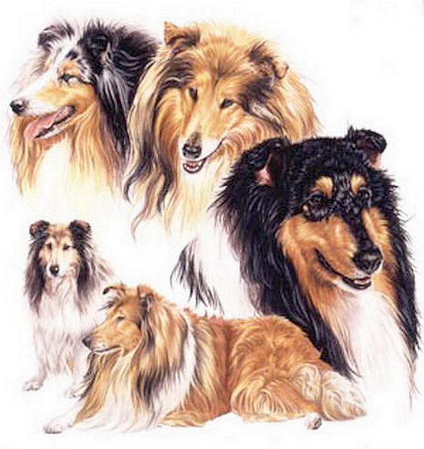 Collie Collage Drawing by Barbara Keith