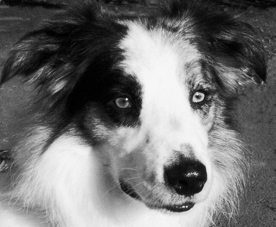 Collie Dog Black and white Photograph by Jeff Townsend