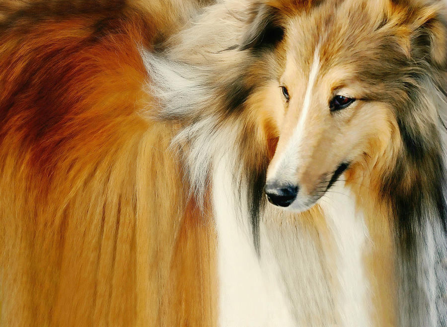 Collie Standard Photograph by Diana Angstadt