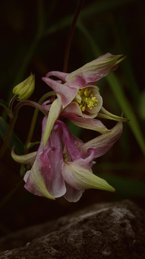 Flower Photograph - Columbine Curve by Sue Capuano