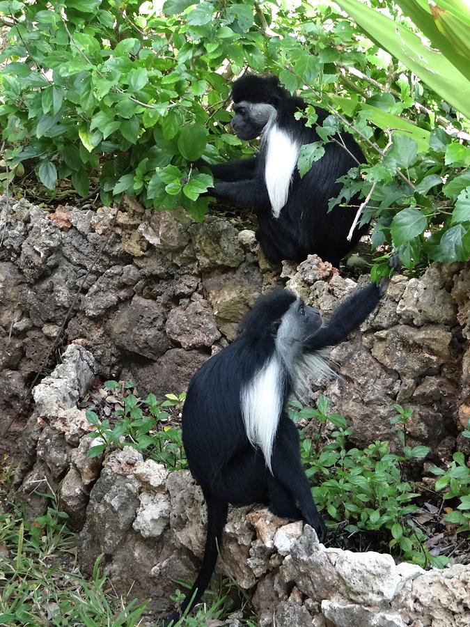 Unschooling Photograph - Colobus Monkey eating leaves for breakfast by Exploramum Exploramum Unschooling Photograph - Colobus Monkey eating leaves for breakfast by Exploramum Exploramum