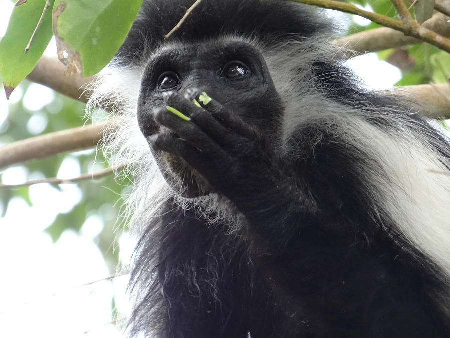 Unschooling Photograph - Colobus Monkey eating leaves in a tree 2 by Exploramum Exploramum Unschooling Photograph - Colobus Monkey eating leaves in a tree 2 by Exploramum Exploramum