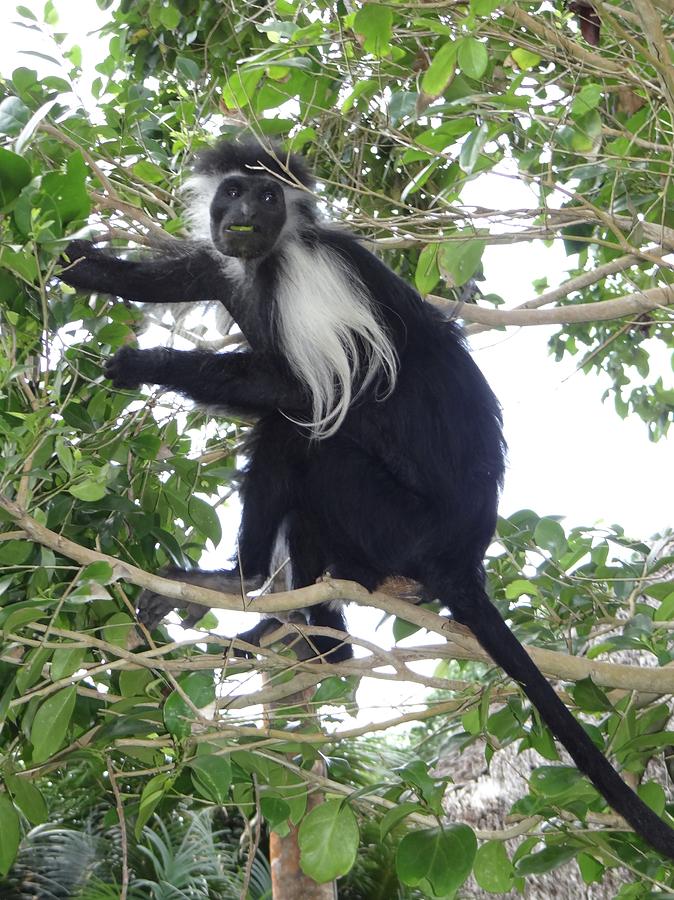 Unschooling Photograph - Colobus Monkey eating leaves in a tree by Exploramum Exploramum Unschooling Photograph - Colobus Monkey eating leaves in a tree by Exploramum Exploramum