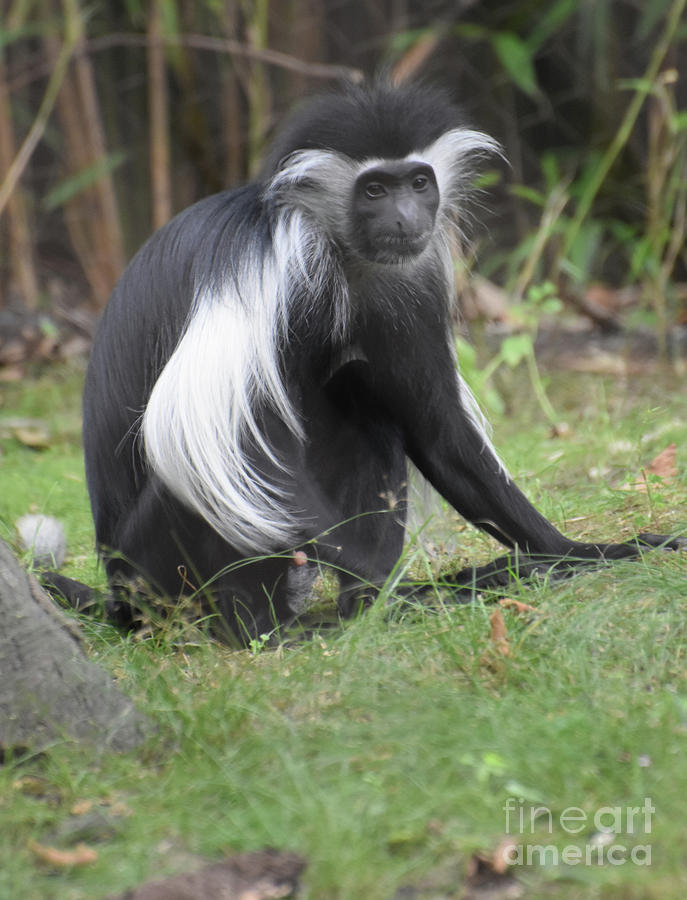 Colobus Monkey Sitting on the Grassy Ground Photograph by DejaVu Designs
