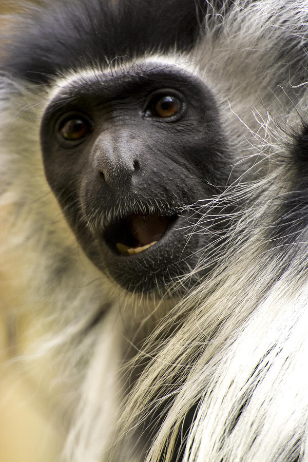 Colobus Monkey Photograph by Tito Santiago - Pixels