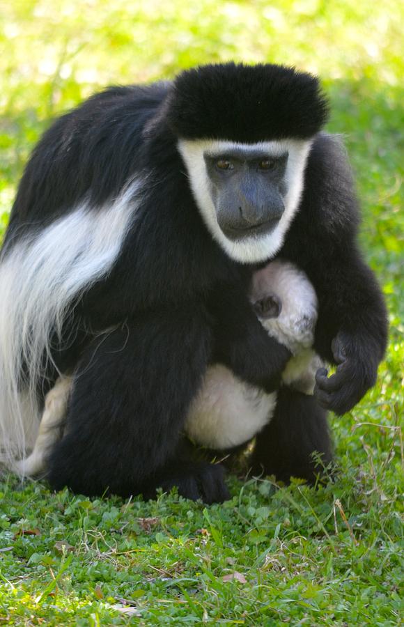 Jacksonville Photograph - Colobus Monkey with Baby by Richard Bryce and Family