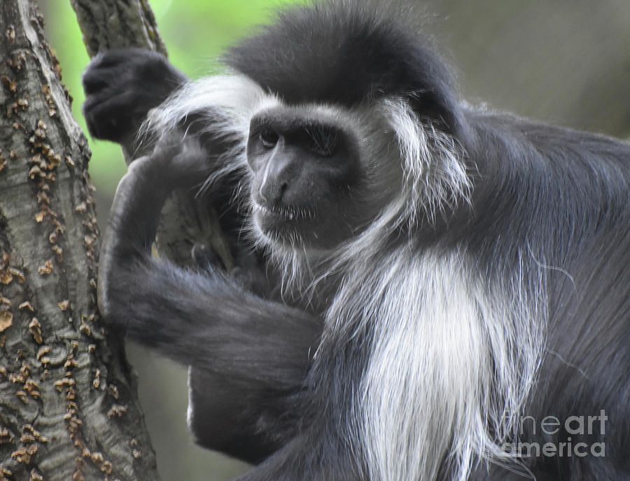 Colobus Monkey With His Feet up in a Tree Photograph by DejaVu Designs