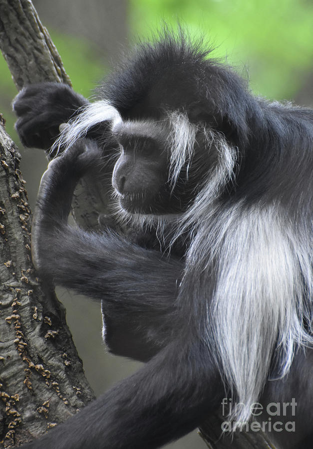 Colobus Monkeys are Considered Old World Monkeys Photograph by DejaVu Designs