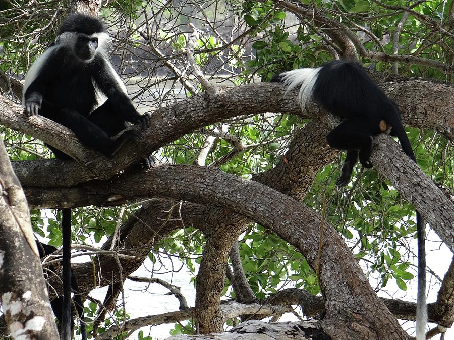 Unschooling Photograph - Colobus Monkeys Sitting In A Tree by Exploramum Exploramum Unschooling Photograph - Colobus Monkeys Sitting In A Tree by Exploramum Exploramum