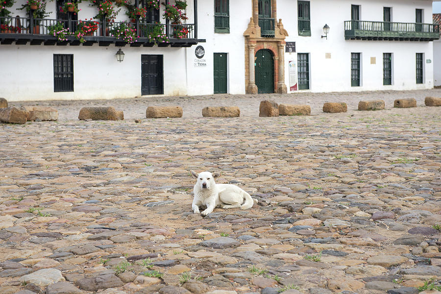 Colombia Villa de Leyva Plaza Meyor White Dog Digital Art by Carol Ailles